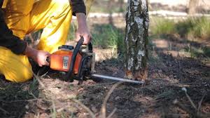 How Our Tree Care Process Works  in  Boiling Springs, NC